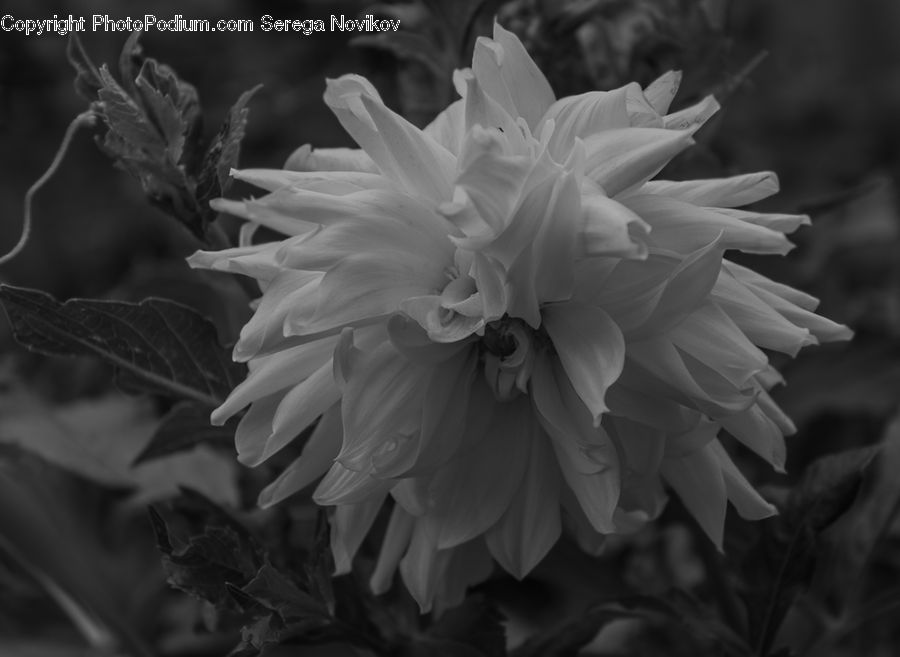 People, Person, Human, Blossom, Flora, Flower, Petal