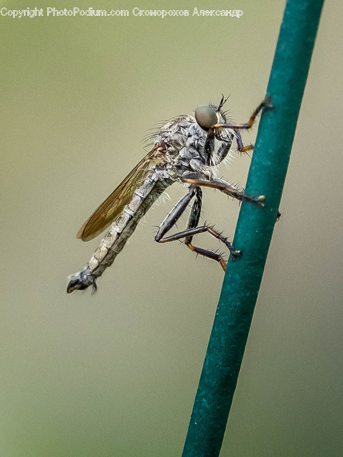 Anisoptera, Dragonfly, Insect, Invertebrate, Asilidae, Mosquito