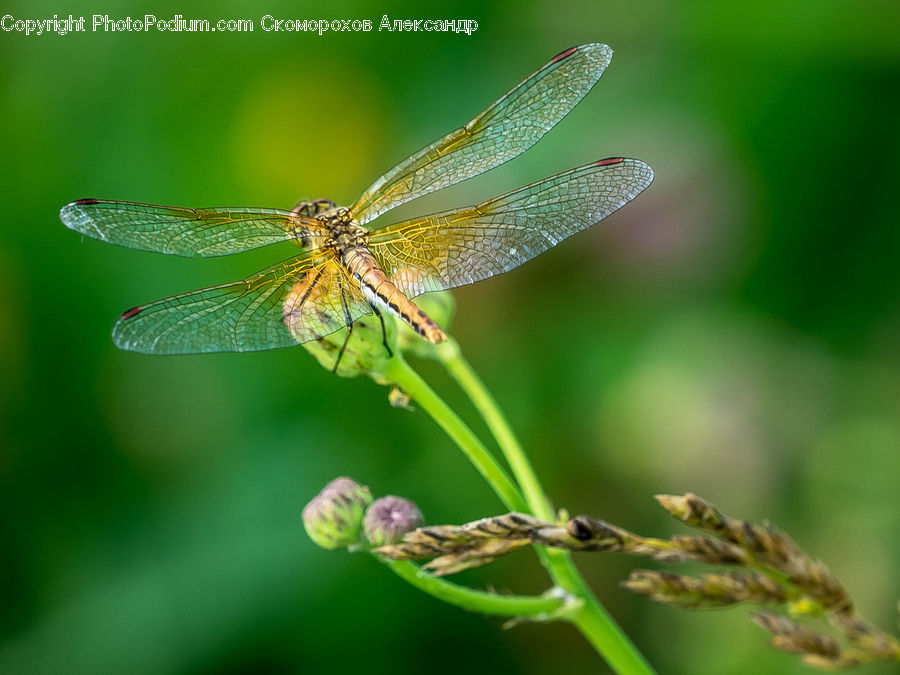 Anisoptera, Dragonfly, Insect, Invertebrate
