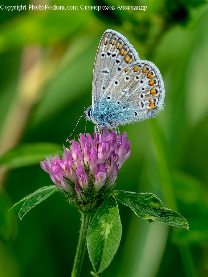 Butterfly, Insect, Invertebrate, Blossom, Flora, Flower, Plant