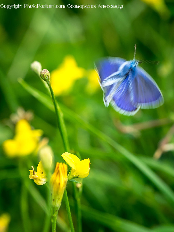 Fiber, Flax, Flora, Flower, Plant, Butterfly, Insect