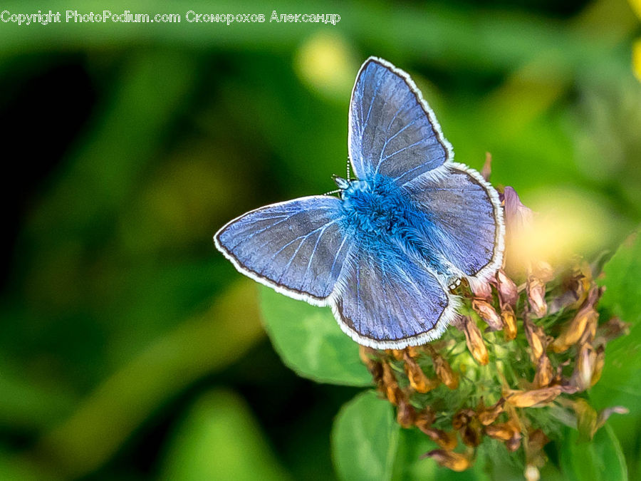 Butterfly, Insect, Invertebrate, Blossom, Flora, Flower, Plant