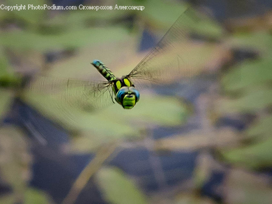 Anisoptera, Dragonfly, Insect, Invertebrate, Arachnid, Garden Spider, Spider