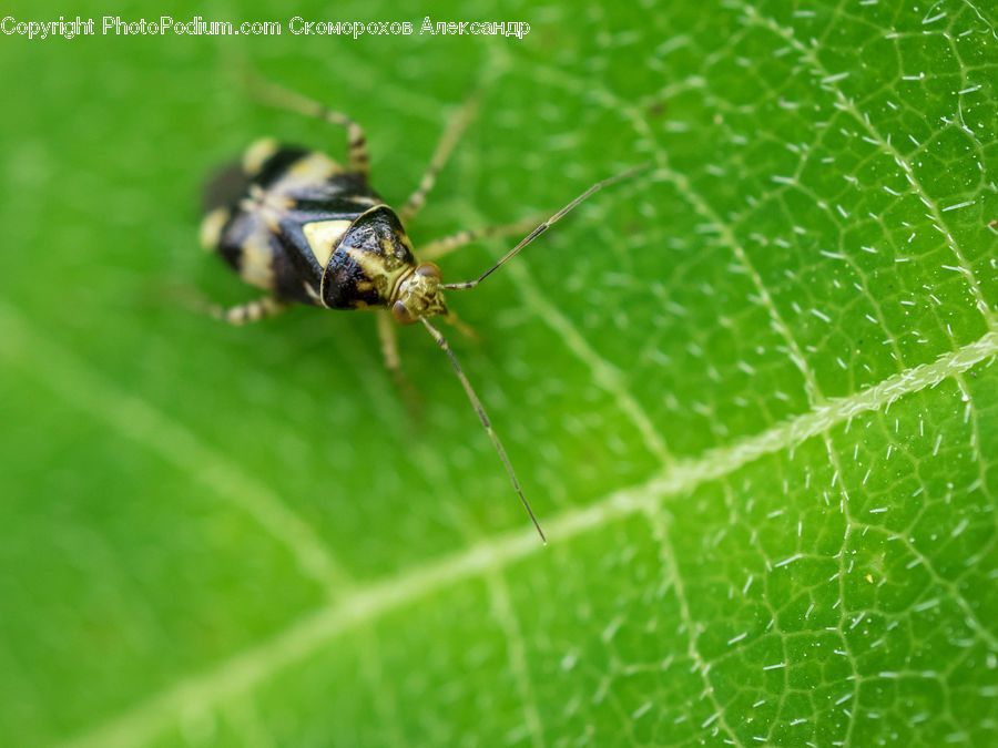 Apidae, Bee, Bumblebee, Insect, Arachnid, Garden Spider, Invertebrate