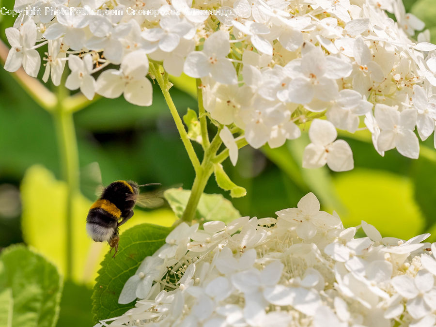 Andrena, Apidae, Bee, Bumblebee, Honey Bee, Insect, Invertebrate