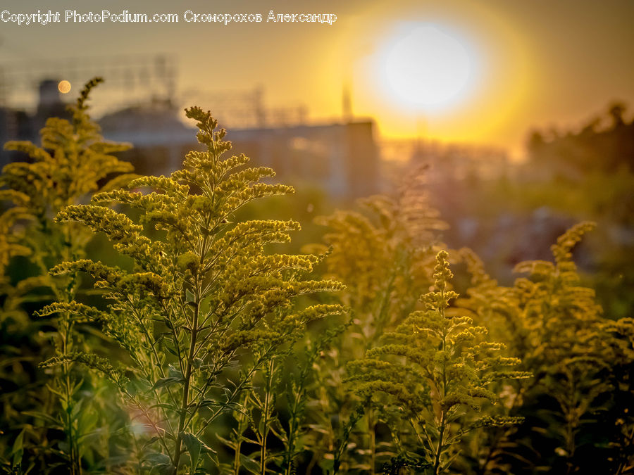 Fern, Plant, Conifer, Fir, Tree, Flare, Light