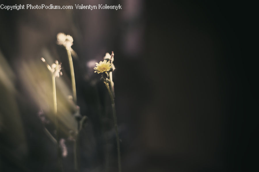 People, Person, Human, Flora, Pollen, Blossom, Flower