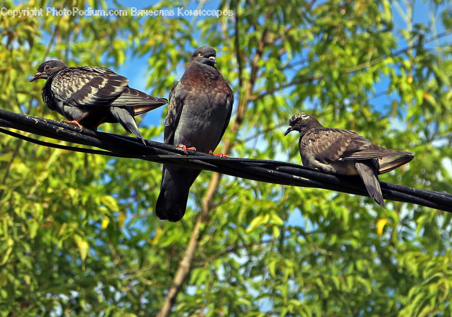 Accipiter, Bird, Blackbird, Pigeon, Dove, Crow