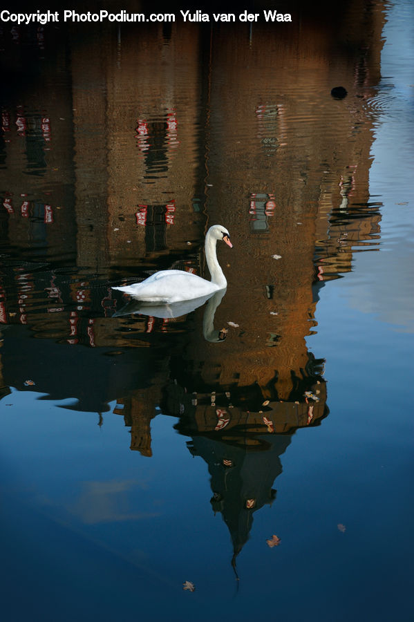 Bird, Black Swan, Swan, Waterfowl, Crypt, Crane Bird, Heron