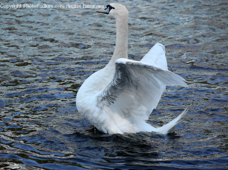Bird, Swan, Waterfowl, Animal, Beluga Whale, Dolphin, Fish