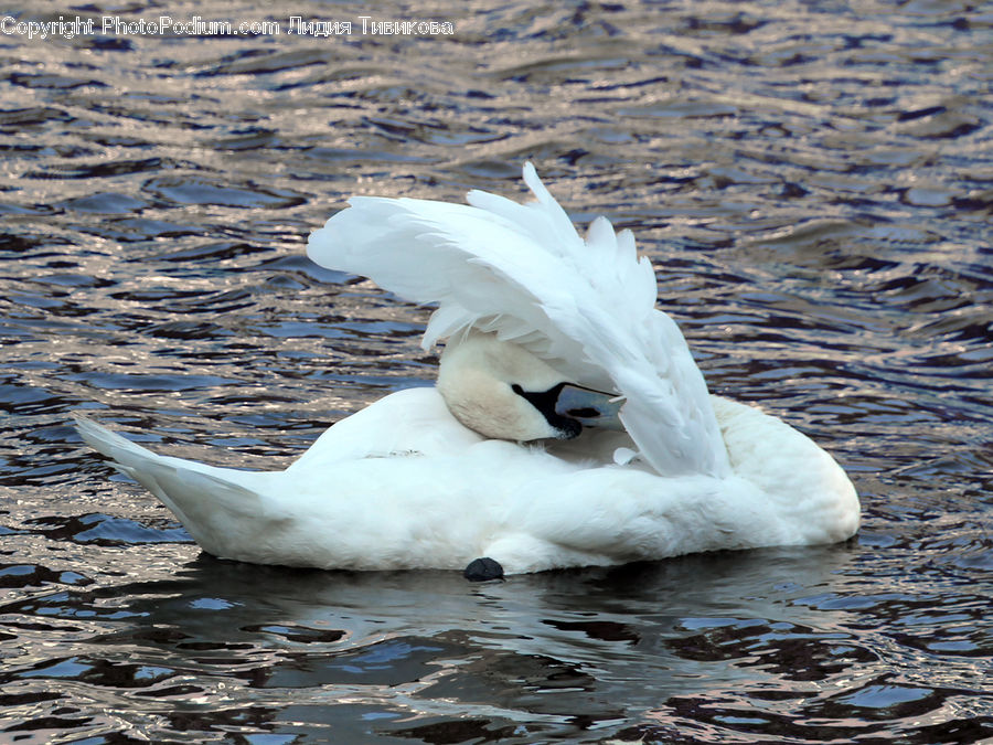 Bird, Swan, Waterfowl, Goose, Duck, Teal