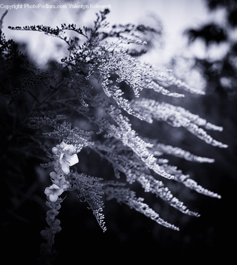Frost, Ice, Outdoors, Snow, Conifer, Fir, Plant