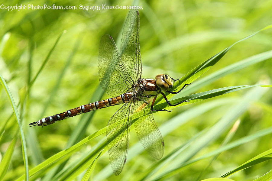 Anisoptera, Dragonfly, Insect, Invertebrate