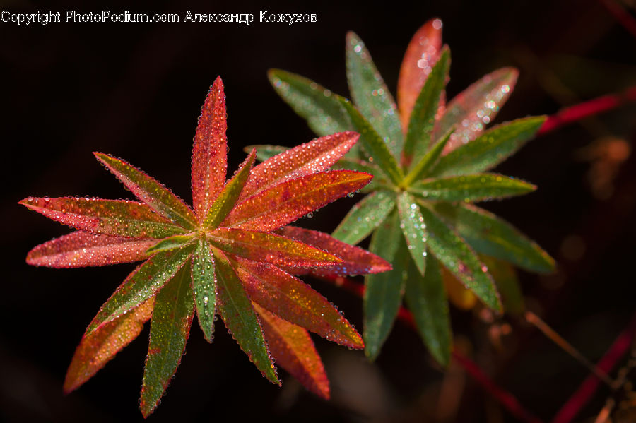 Plant, Aloe, Blossom, Flora, Flower, Geranium, Conifer