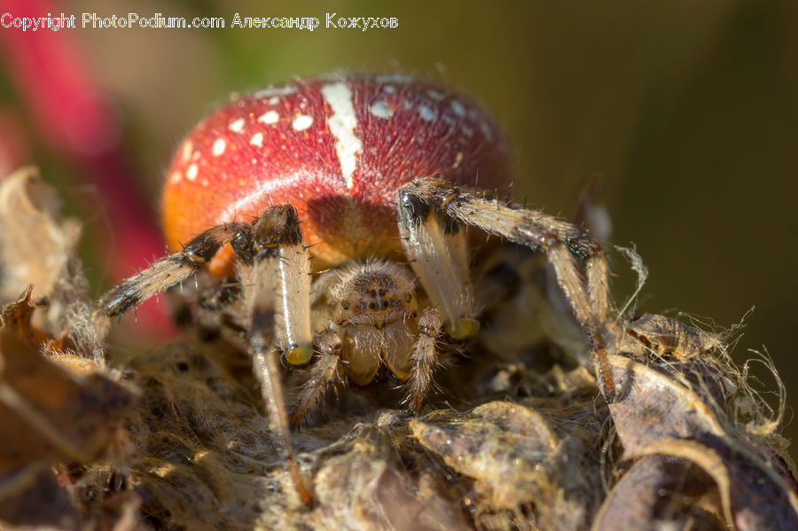 Arachnid, Garden Spider, Insect, Invertebrate, Spider, Bee, Asilidae