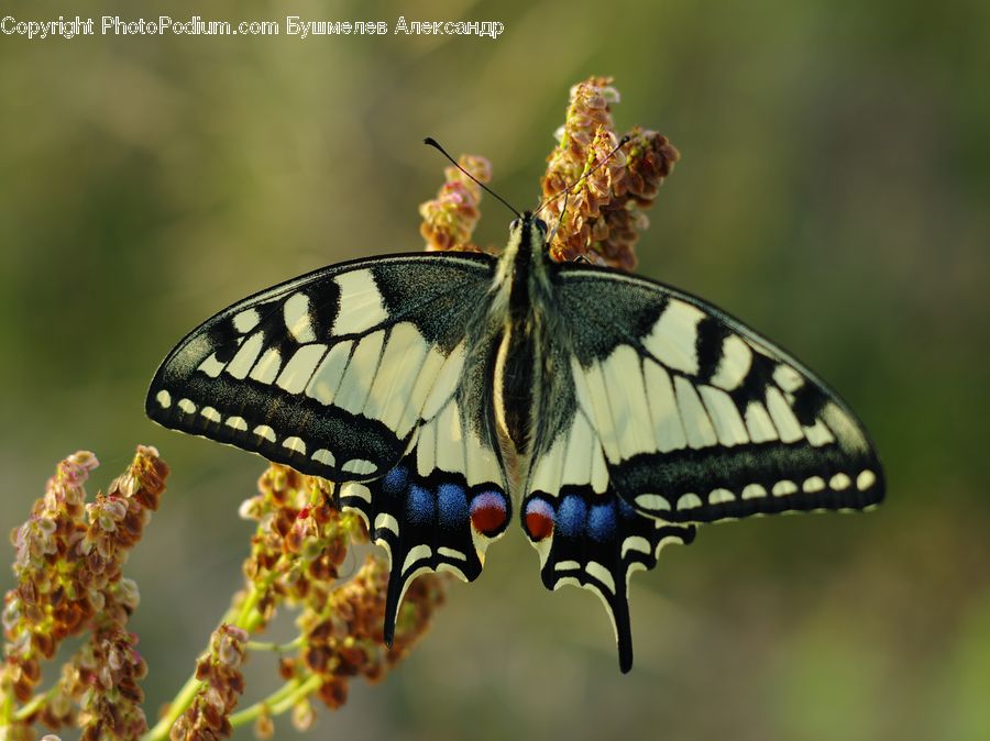 Butterfly, Insect, Invertebrate, Bee, Hornet, Wasp, Plant