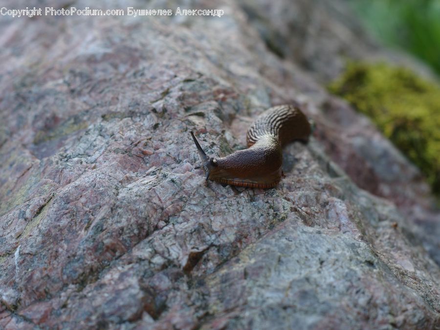 Invertebrate, Slug, Acorn, Plant, Seed, Cockroach, Insect