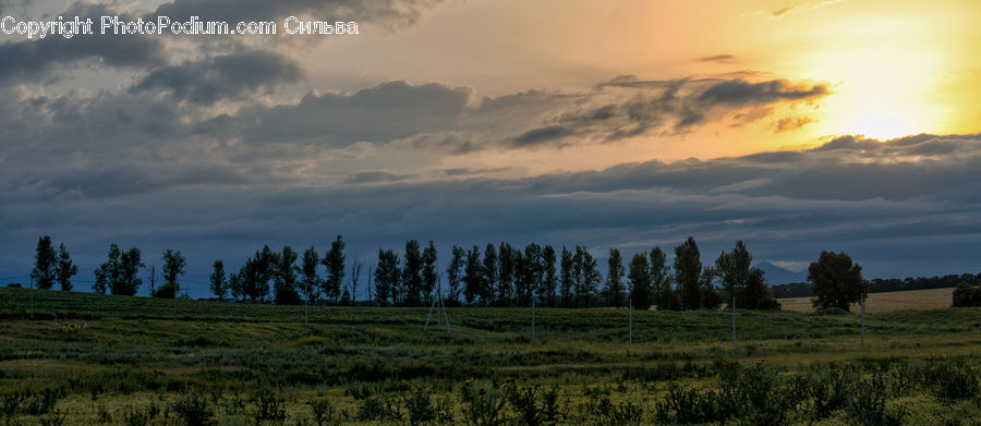 Field, Grass, Grassland, Land, Outdoors, Plant, Landscape
