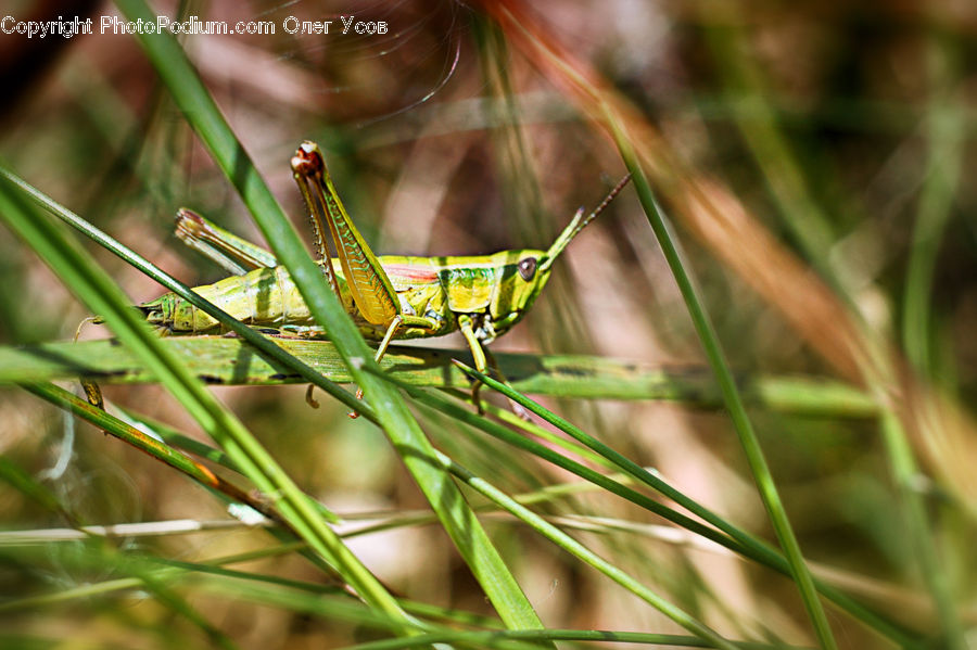 Cricket Insect, Grasshopper, Insect, Invertebrate, Field, Grass, Grassland