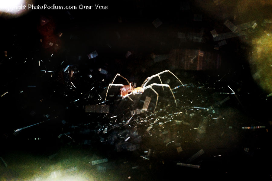 Night, Outdoors, Lighting, Arachnid, Garden Spider, Insect, Invertebrate