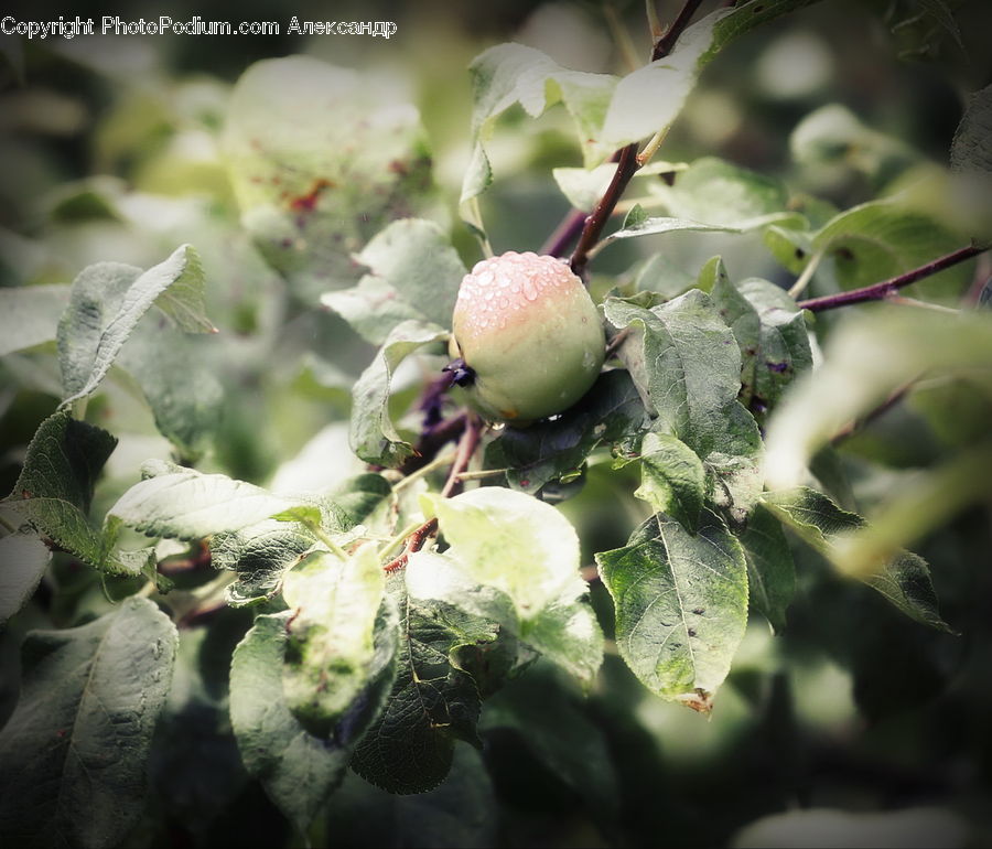 Apple, Fruit, Acorn, Plant, Seed, Insect, Invertebrate