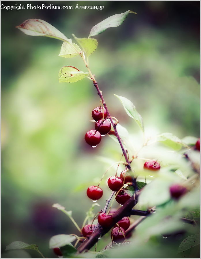 Blossom, Cherry Blossom, Flower, Flora, Plant, Geranium