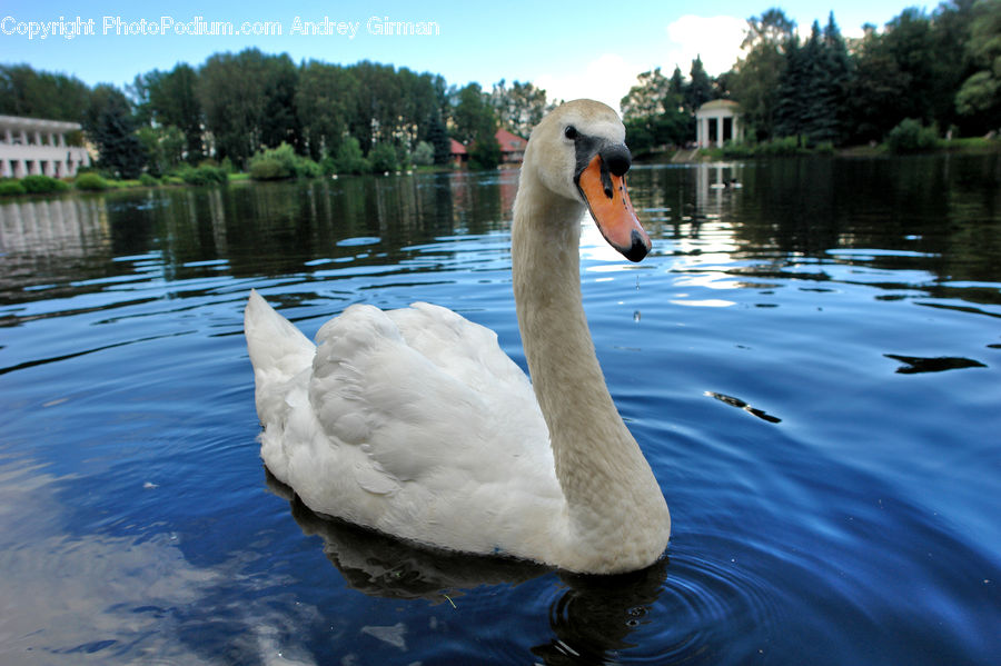 Bird, Swan, Waterfowl, Goose, Beak, Duck, Teal