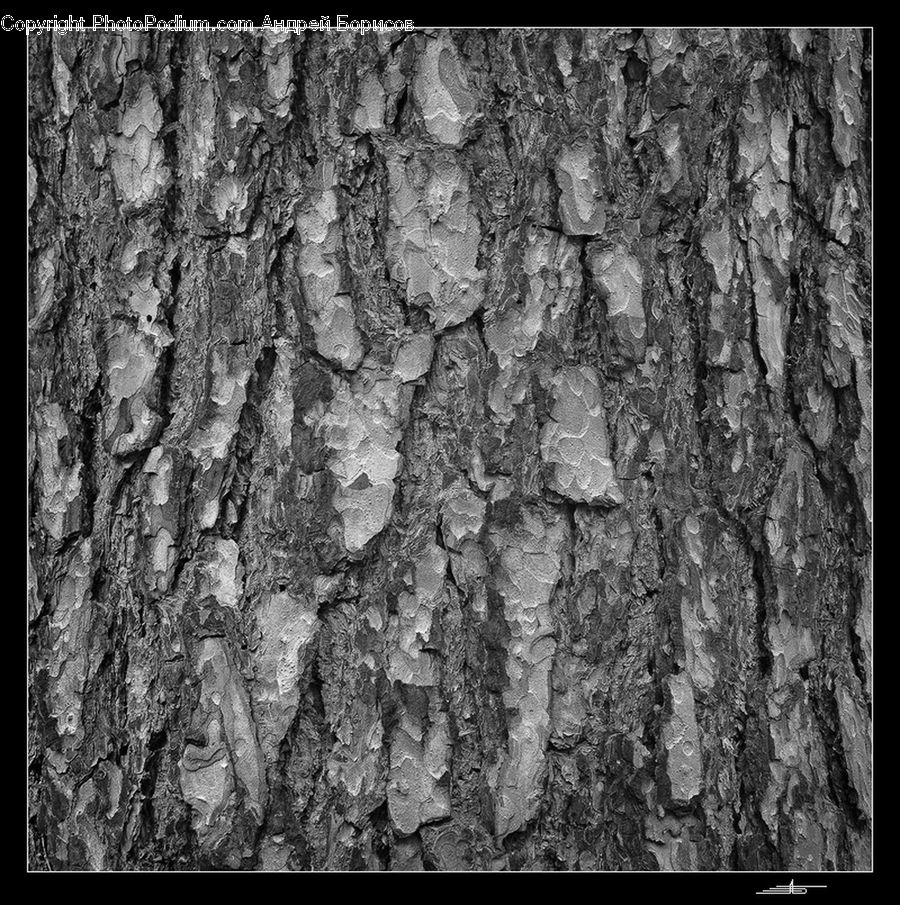 Tree Trunk, Soil, Rock, Ground