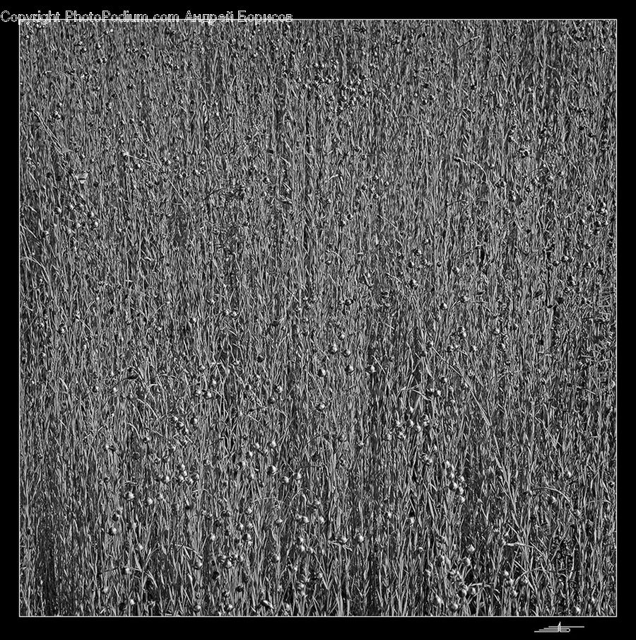 Carpet, Home Decor