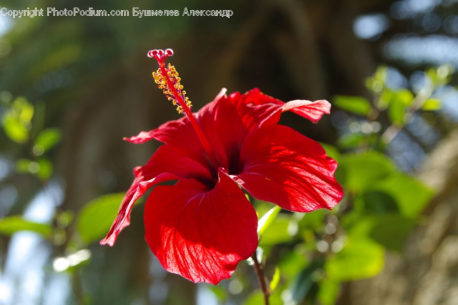 Flora, Flower, Gladiolus, Plant, Blossom, Geranium, Hibiscus