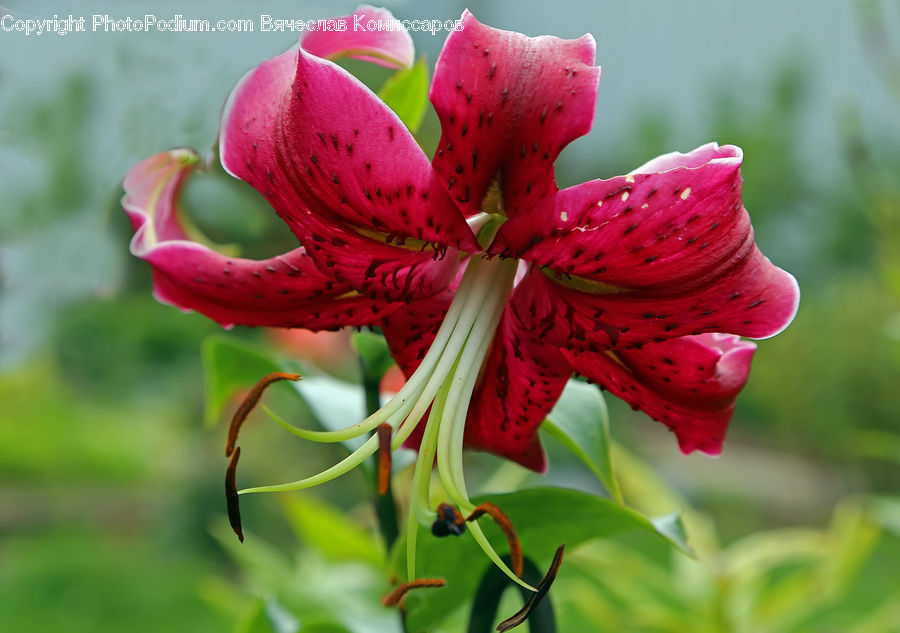 Blossom, Flora, Flower, Geranium, Plant, Gladiolus, Lily