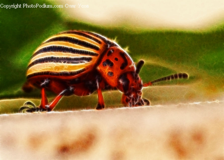 Cockroach, Insect, Invertebrate, Plant