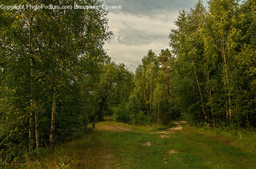 Dirt Road, Gravel, Road, Forest, Vegetation, Conifer, Fir