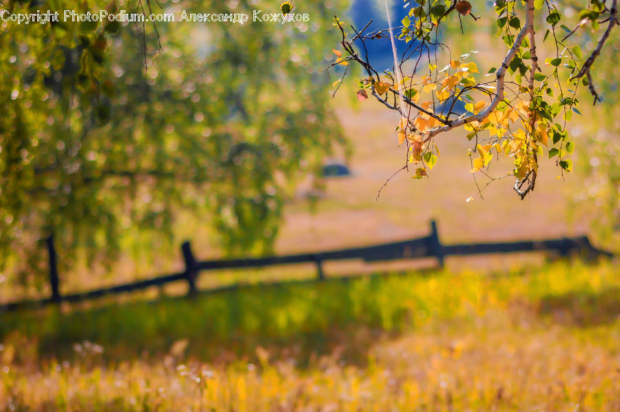 Field, Grass, Grassland, Plant, Dirt Road, Gravel, Road