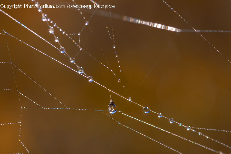 Arachnid, Garden Spider, Insect, Invertebrate, Spider, Lighting, Field