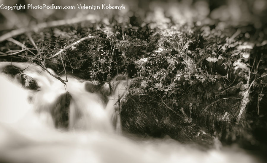 Bush, Plant, Vegetation, Conifer, Fir, Tree, Fern