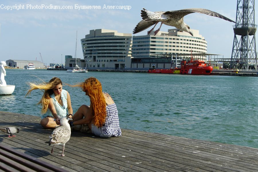 People, Person, Human, Bird, Seagull, Bikini, Maillot