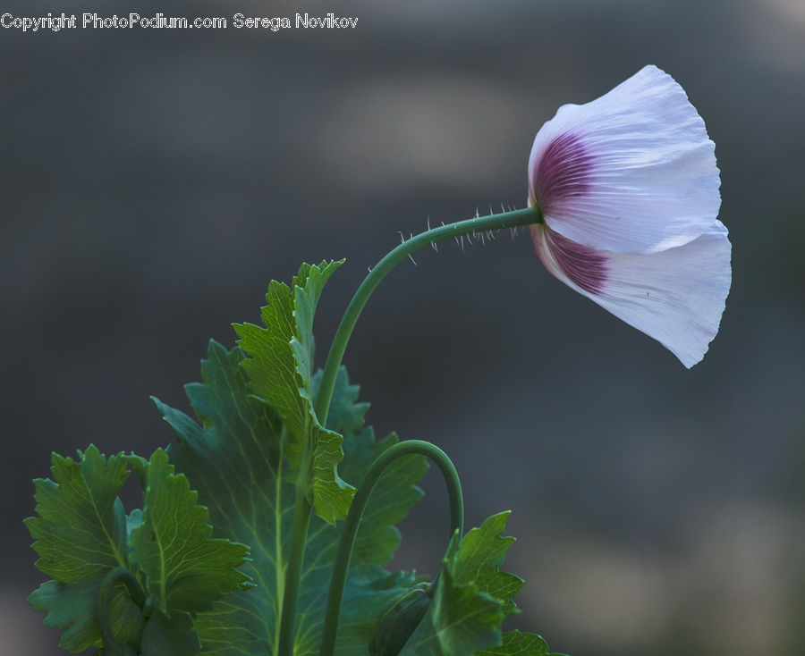 Blossom, Flora, Flower, Geranium, Plant, Vine, Cabbage