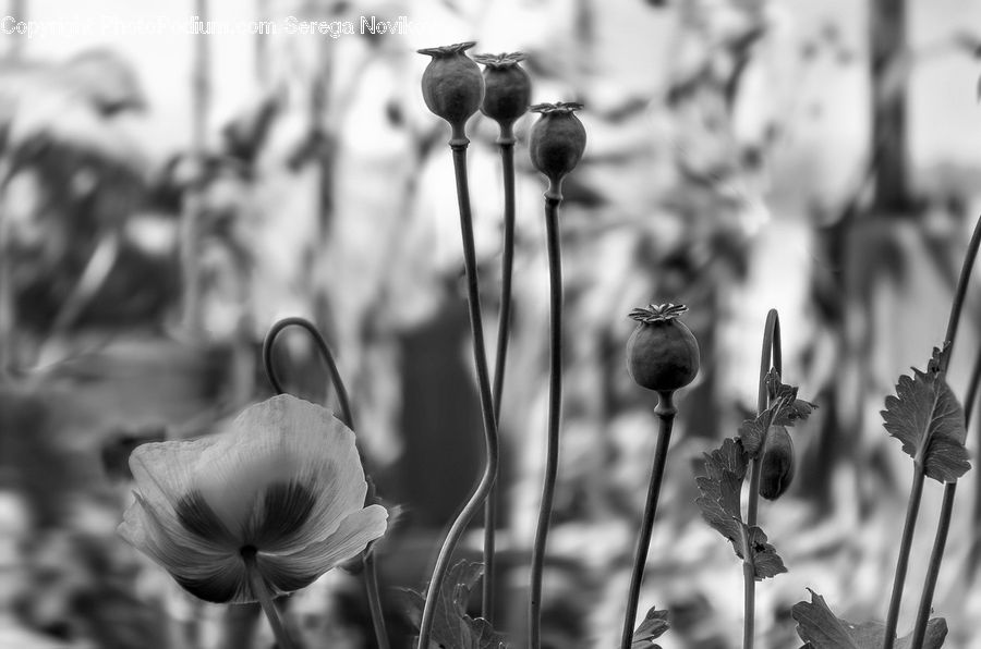 Bud, Plant, Blossom, Flora, Flower, Poppy, Fiber