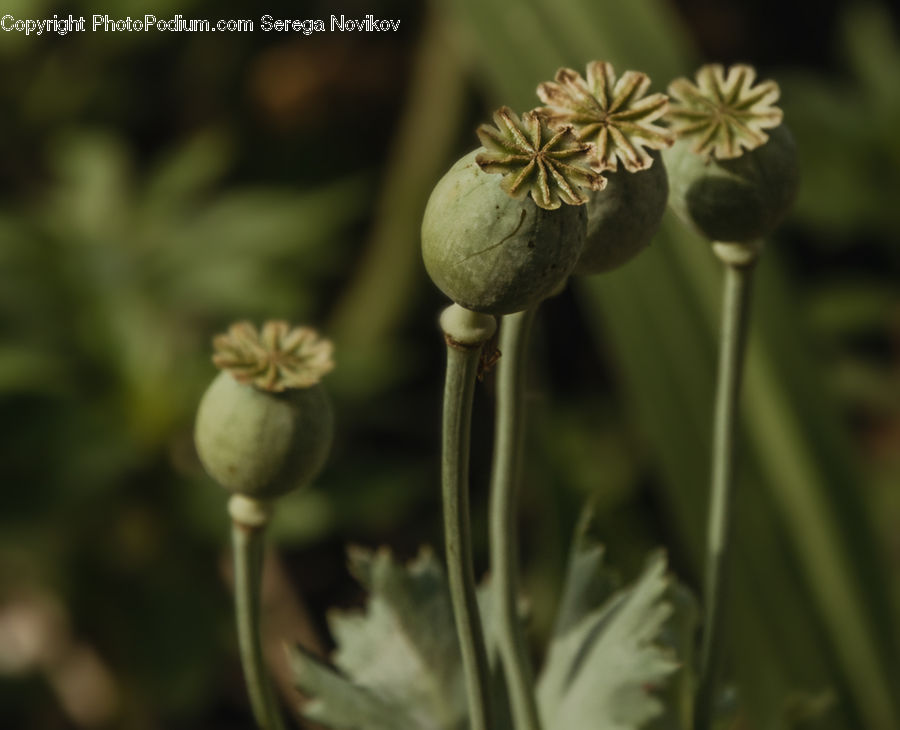 Plant, Weed, Blossom, Flora, Flower, Dandelion, Geranium