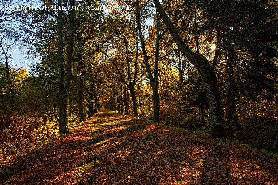 Dirt Road, Gravel, Road, Path, Walkway, Forest, Grove