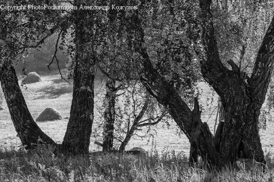 Oak, Tree, Wood, Plant, Forest, Grove, Land