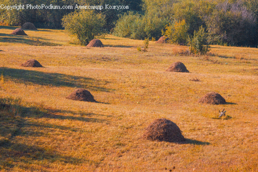 Field, Grass, Grassland, Land, Outdoors, Animal, Canine