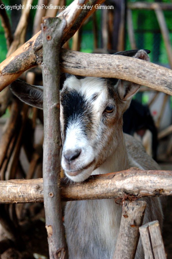 Animal, Goat, Mammal, Mountain Goat, Wood, Birch, Tree