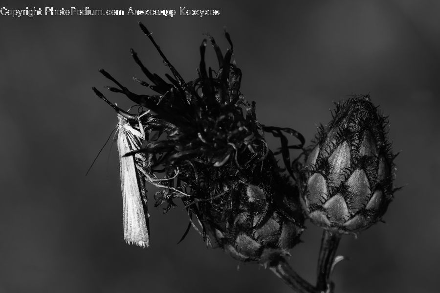 Fruit, Pineapple, Insect, Invertebrate, Mosquito, Conifer, Fir