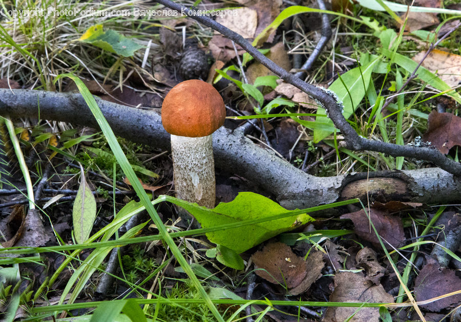 Acorn, Plant, Seed, Agaric, Amanita, Fungus, Mushroom
