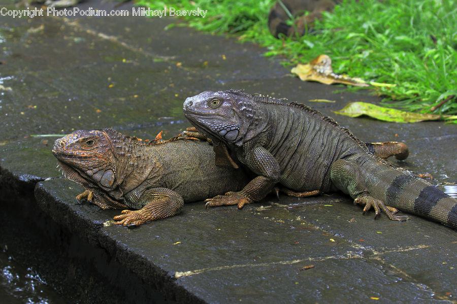 Iguana, Lizard, Reptile, Alligator, Crocodile