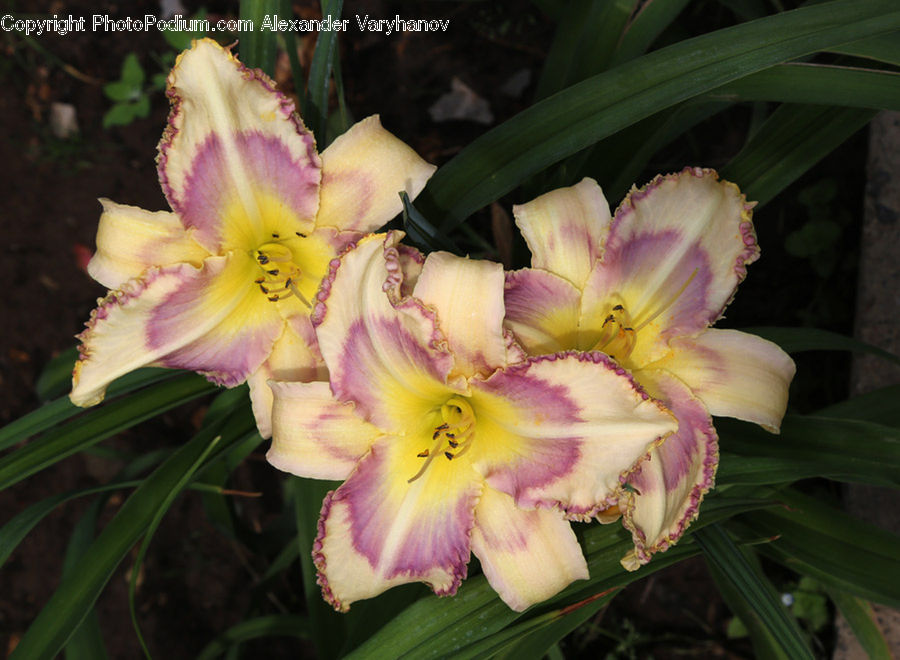 Flora, Flower, Gladiolus, Plant, People, Person, Human