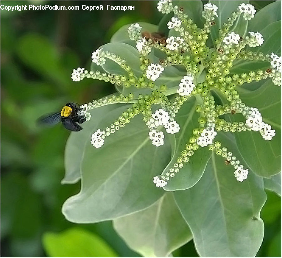 Apiaceae, Blossom, Plant, Flower, Lilac, Flora, Pollen