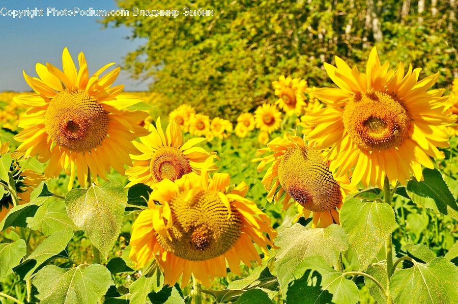Blossom, Flora, Flower, Plant, Sunflower, Daisies, Daisy